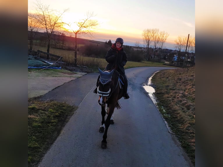 Trakehner Mix Wallach 18 Jahre 168 cm Brauner in Bütthard
