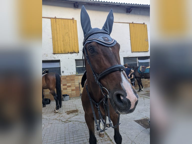Trakehner Mix Wallach 18 Jahre 168 cm Brauner in Bütthard