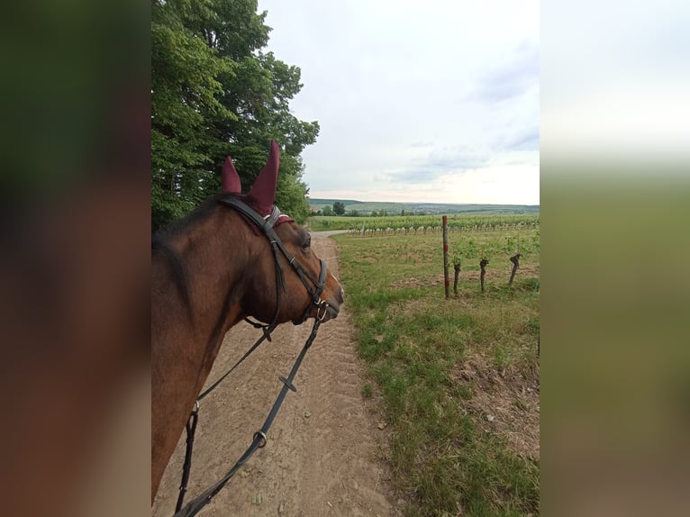 Trakehner Mix Wallach 18 Jahre 168 cm Brauner in Bütthard