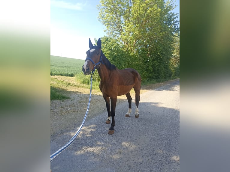 Trakehner Mix Wallach 18 Jahre 168 cm Brauner in Bütthard