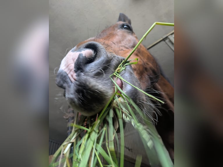 Trakehner Mix Wallach 18 Jahre 168 cm Brauner in Bütthard