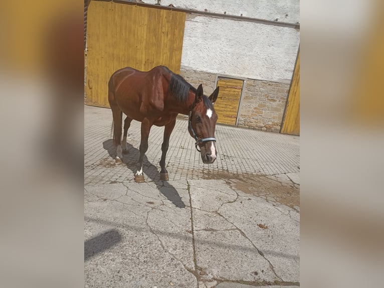 Trakehner Mix Wallach 18 Jahre 168 cm Brauner in Bütthard