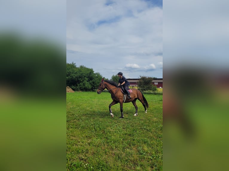 Trakehner Mix Wallach 18 Jahre 168 cm Brauner in Bütthard