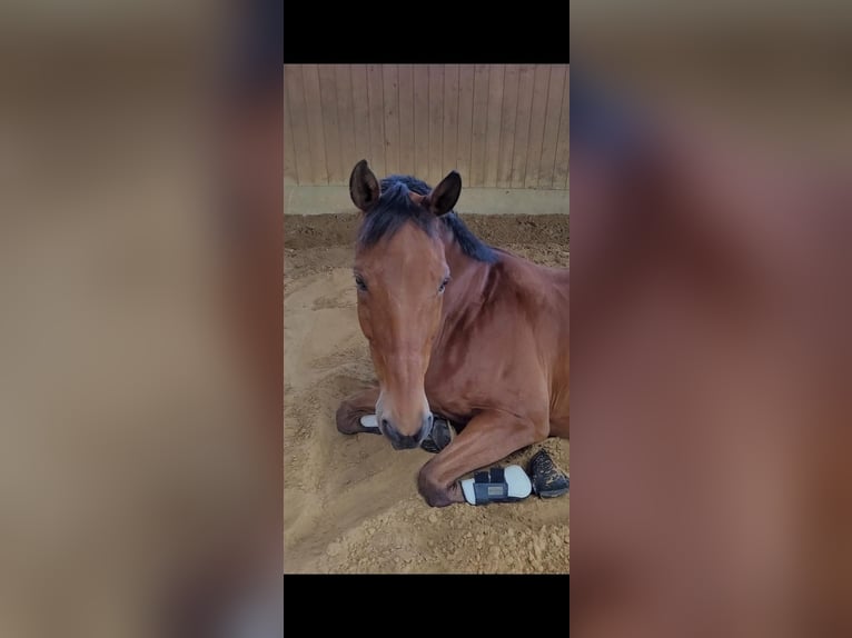 Trakehner Wallach 18 Jahre 169 cm Brauner in Hattingen