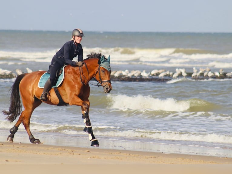 Trakehner Wallach 18 Jahre 169 cm Brauner in Hattingen