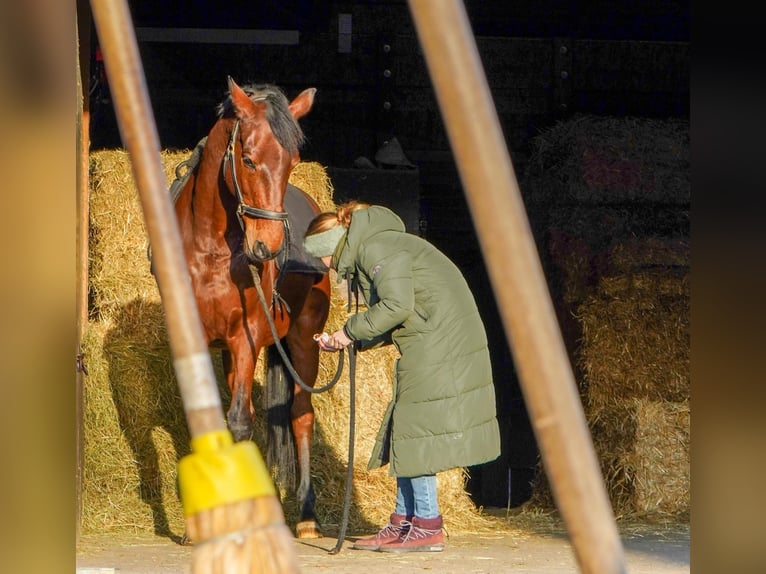 Trakehner Wallach 18 Jahre 170 cm Brauner in Ulm-Wiblingen