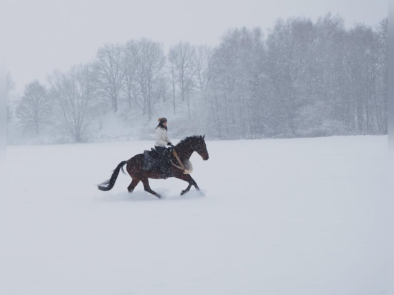 Trakehner Wallach 18 Jahre 170 cm Brauner in Ulm-Wiblingen