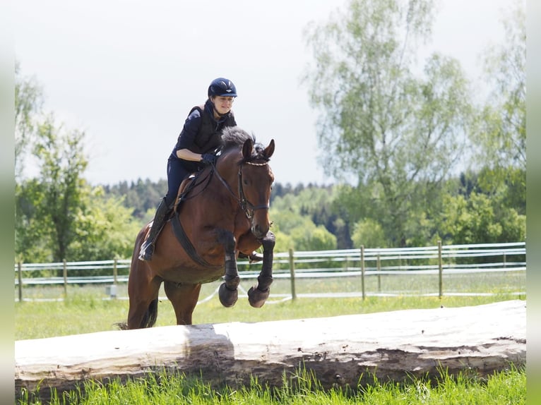 Trakehner Wallach 18 Jahre 170 cm Brauner in Ulm-Wiblingen