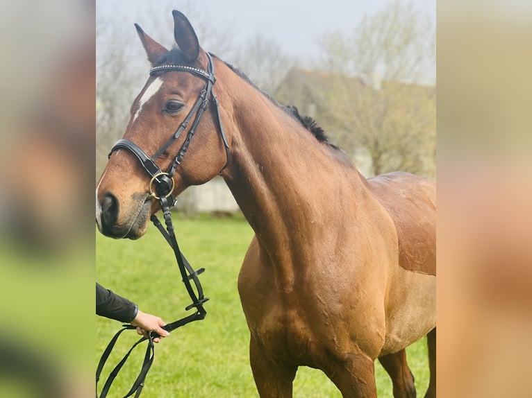 Trakehner Wallach 18 Jahre 170 cm Hellbrauner in Uttendorf