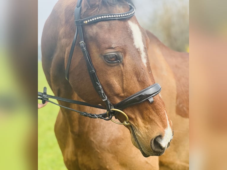 Trakehner Wallach 18 Jahre 170 cm Hellbrauner in Uttendorf