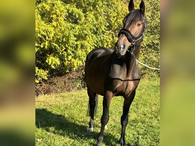 Trakehner Wallach 19 Jahre 168 cm Dunkelbrauner in Rosdorf