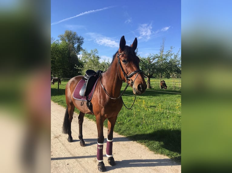 Trakehner Wallach 19 Jahre 170 cm Brauner in Ulm-Wiblingen