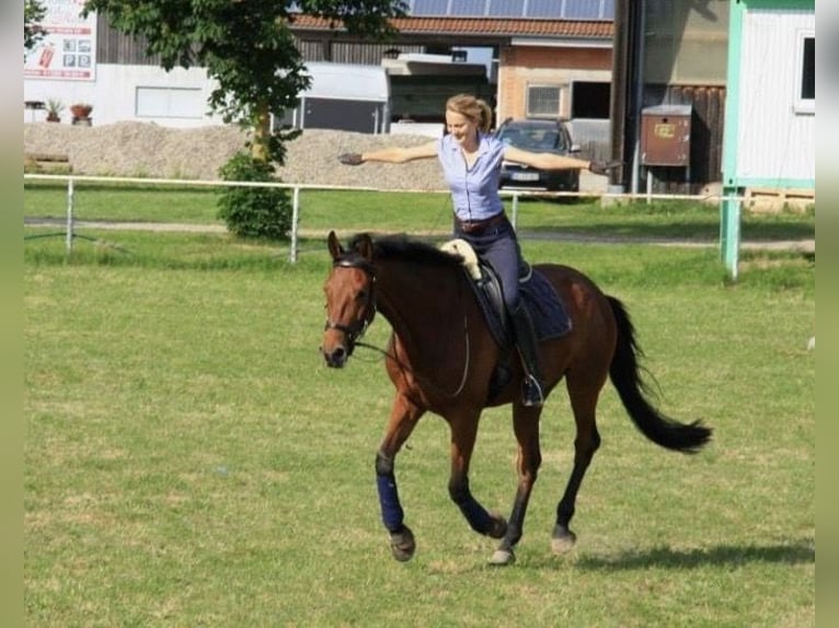 Trakehner Wallach 19 Jahre 170 cm  in Ulm