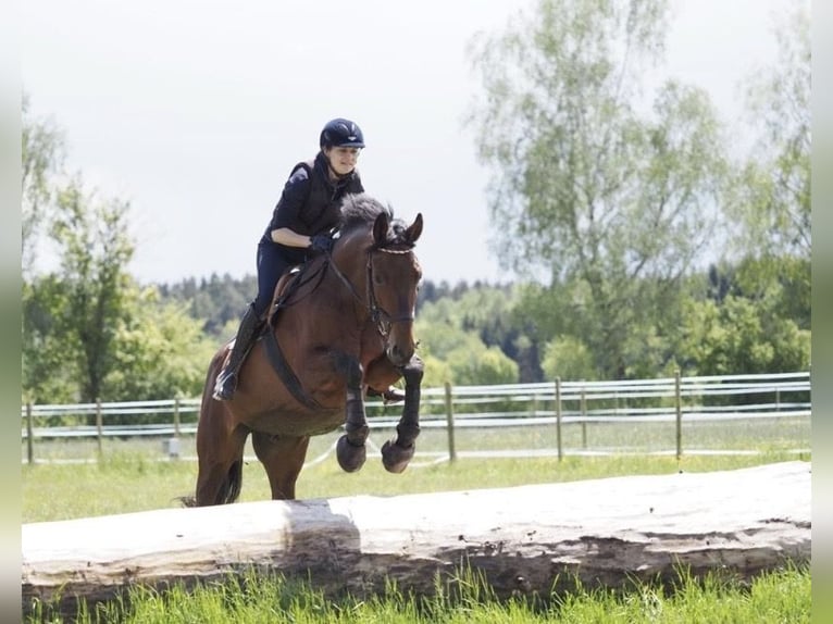 Trakehner Wallach 19 Jahre 170 cm  in Ulm
