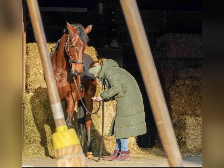 Trakehner Wallach 19 Jahre 170 cm  in Ulm