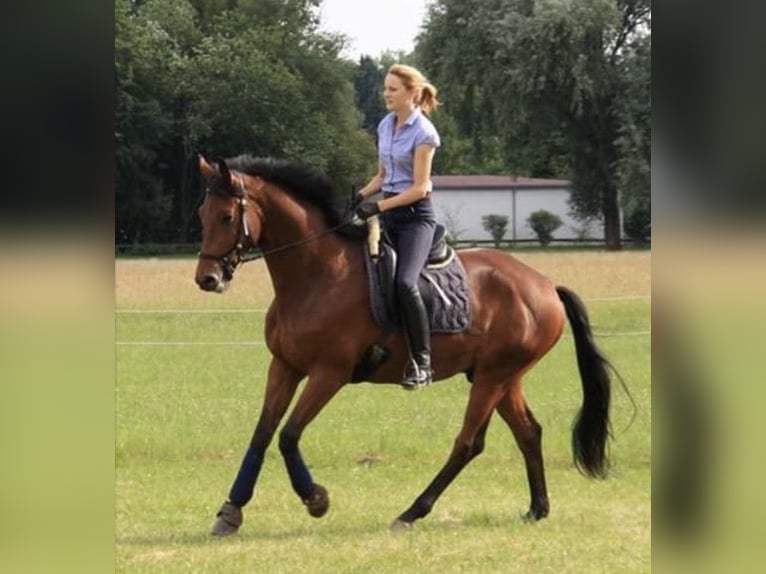 Trakehner Wallach 19 Jahre 170 cm  in Ulm