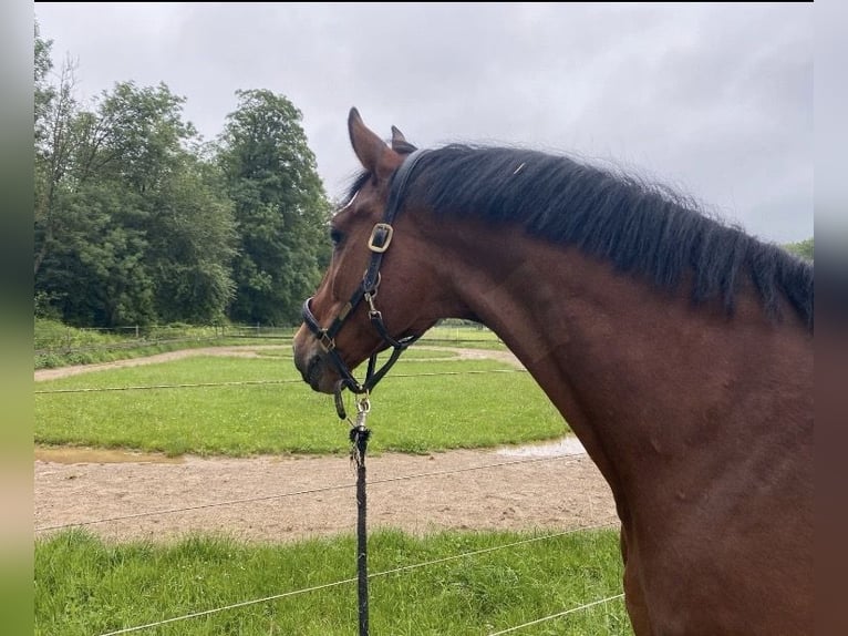 Trakehner Wallach 19 Jahre 170 cm  in Ulm