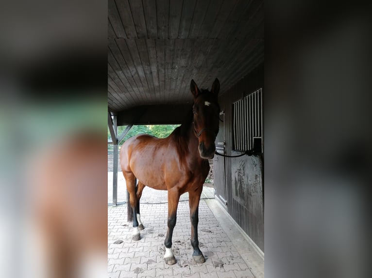Trakehner Wallach 19 Jahre 172 cm Brauner in Sieversdorf-Hohenofen