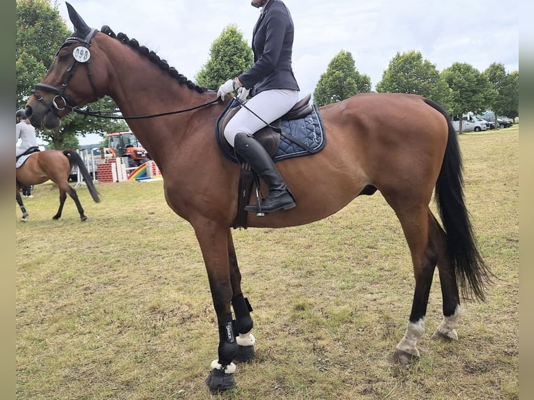 Trakehner Wallach 19 Jahre 172 cm Brauner in Sieversdorf-Hohenofen