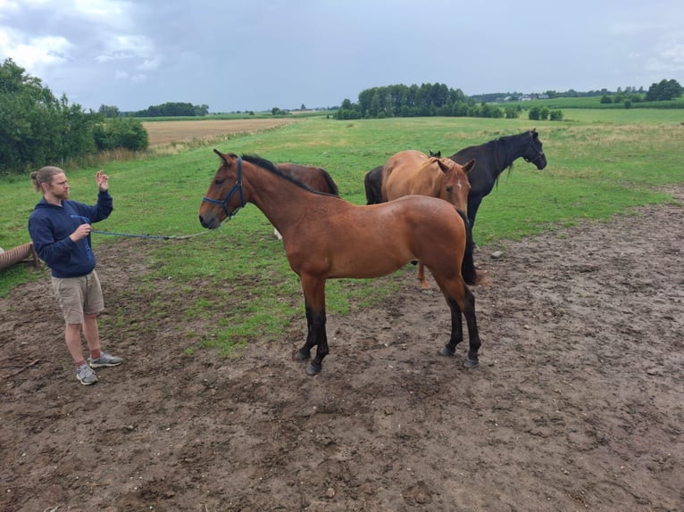 Trakehner Wallach 1 Jahr 155 cm Rotbrauner in Janowo