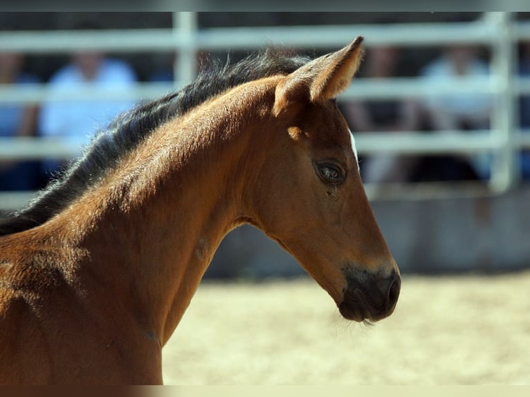 Trakehner Wallach 1 Jahr Brauner in Günzburg