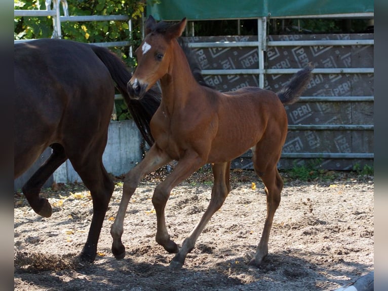 Trakehner Wallach 1 Jahr Brauner in Günzburg