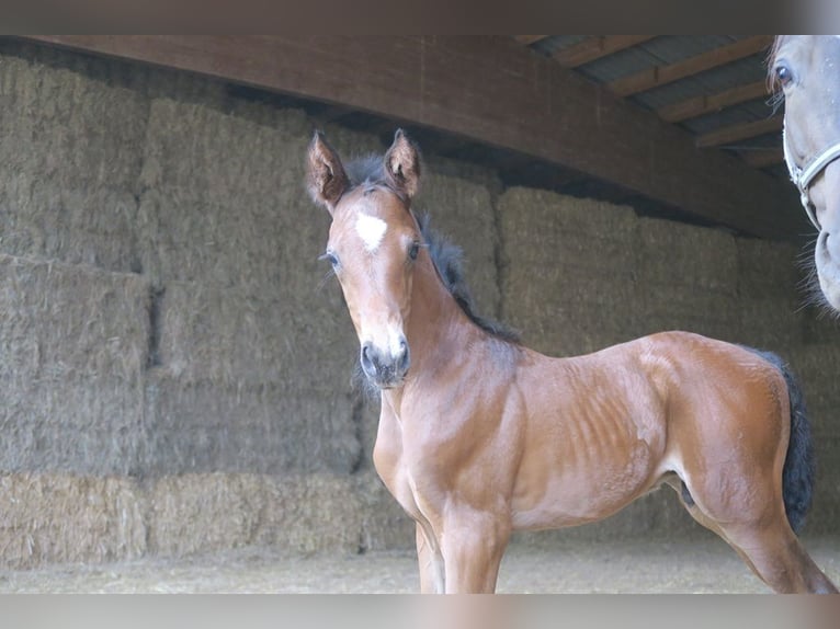 Trakehner Wallach 1 Jahr Brauner in Günzburg