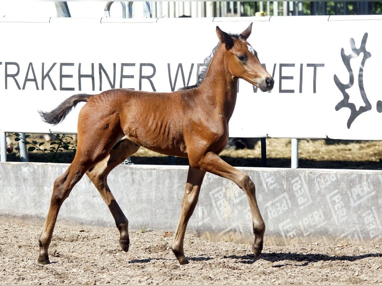 Trakehner Wallach 1 Jahr Brauner in Günzburg