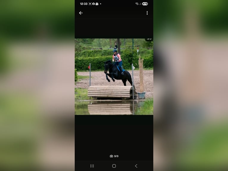 Trakehner Wallach 20 Jahre 163 cm Schwarzbrauner in Ahrensburg