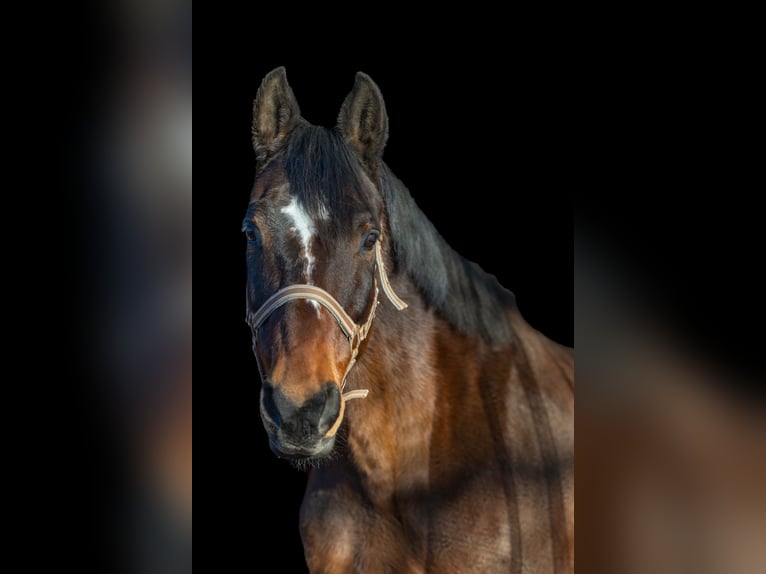 Trakehner Wallach 20 Jahre 168 cm Brauner in Seeheim-Jugenheim