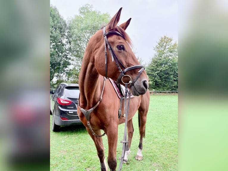 Trakehner Wallach 20 Jahre 187 cm Brauner in Hadenfeld