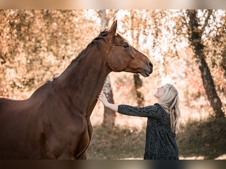Trakehner Wallach 20 Jahre 187 cm Brauner in Hadenfeld