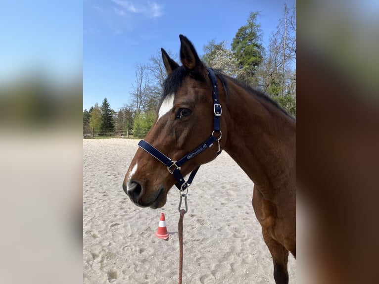 Trakehner Wallach 21 Jahre 166 cm Brauner in Gutau