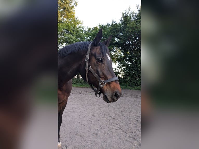 Trakehner Wallach 21 Jahre 172 cm Brauner in Heidelberg-Kirchheim