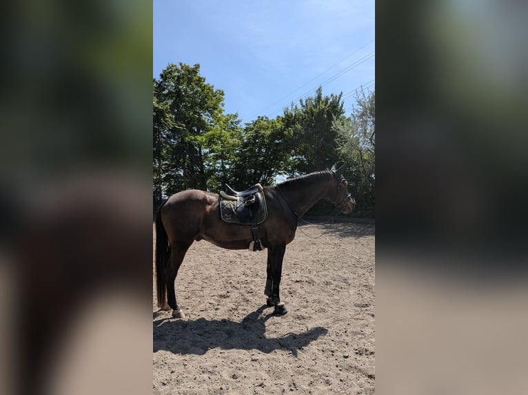 Trakehner Wallach 21 Jahre 172 cm Brauner in Heidelberg-Kirchheim