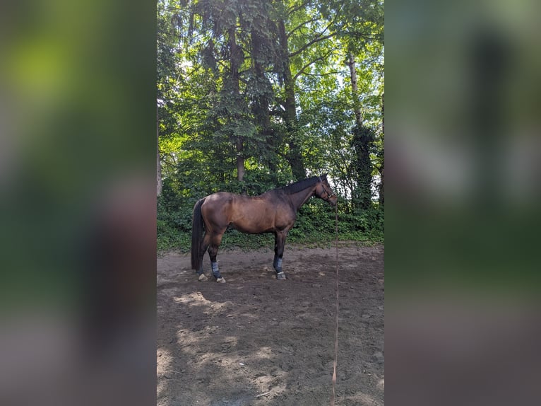 Trakehner Wallach 21 Jahre 172 cm Brauner in Heidelberg-Kirchheim