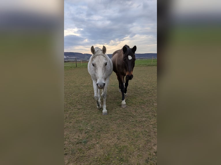 Trakehner Wallach 21 Jahre 172 cm Brauner in Heidelberg-Kirchheim