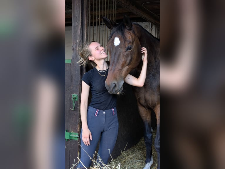 Trakehner Wallach 21 Jahre 172 cm Brauner in Heidelberg-Kirchheim
