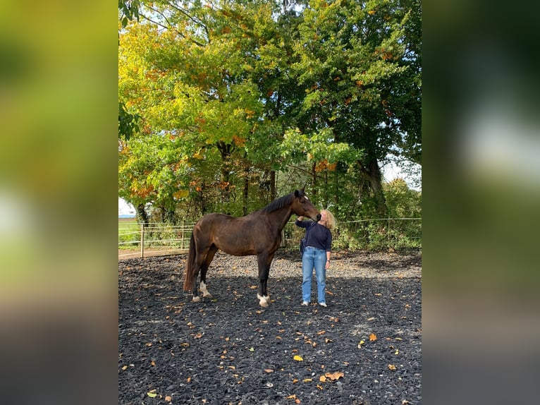 Trakehner Wallach 21 Jahre 172 cm Brauner in Heidelberg-Kirchheim