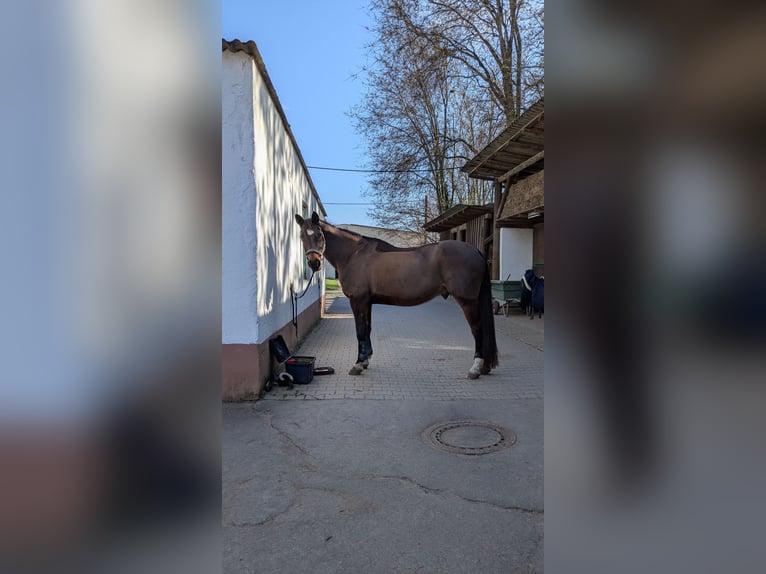 Trakehner Wallach 21 Jahre 172 cm Brauner in Heidelberg-Kirchheim