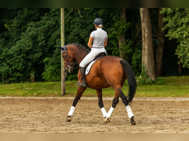 Trakehner Wallach 22 Jahre 168 cm Brauner in Oberaudorf