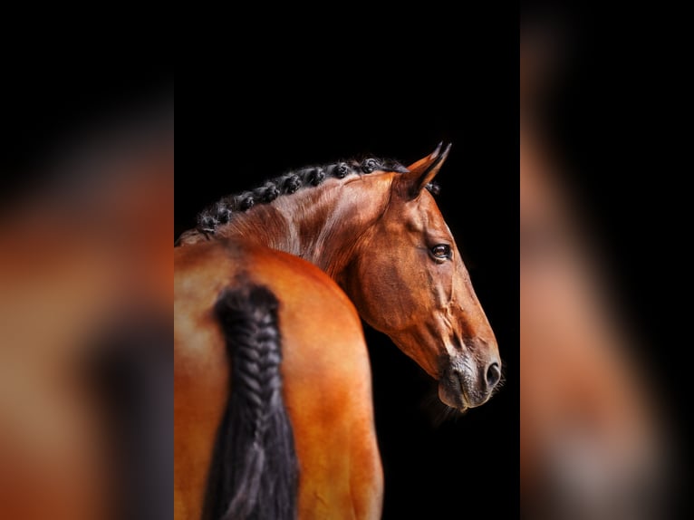 Trakehner Wallach 22 Jahre 168 cm Brauner in Oberaudorf