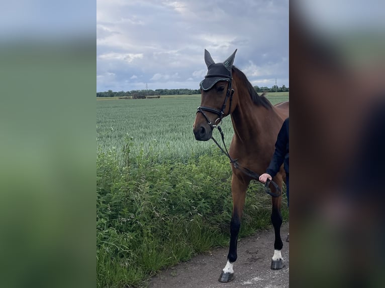 Trakehner Wallach 22 Jahre 173 cm Brauner in Hemmingen