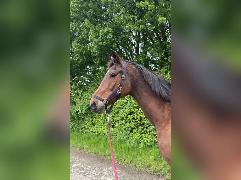 Trakehner Wallach 23 Jahre 173 cm Brauner in Hemmingen