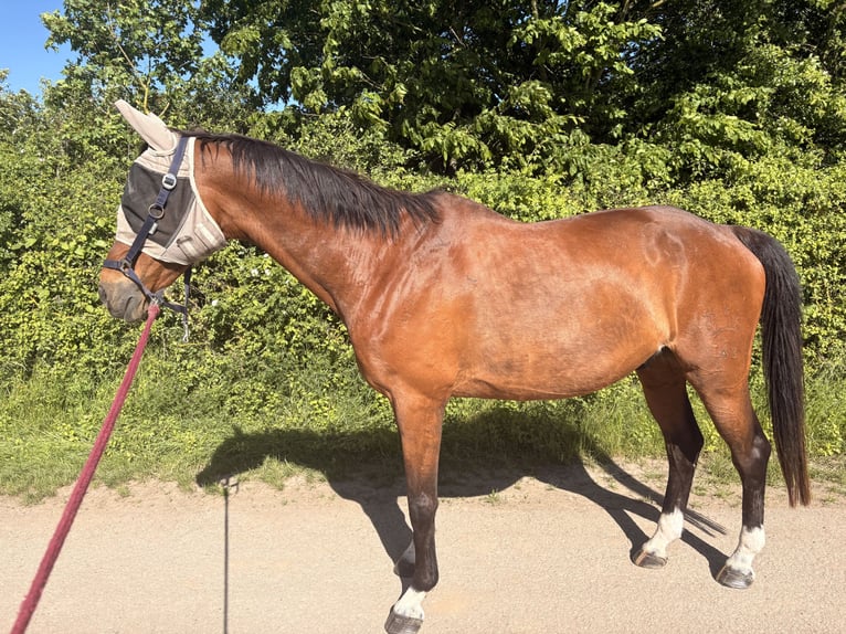 Trakehner Wallach 23 Jahre 173 cm Brauner in Hemmingen