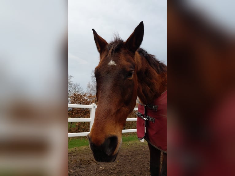 Trakehner Wallach 23 Jahre 173 cm Brauner in Hemmingen