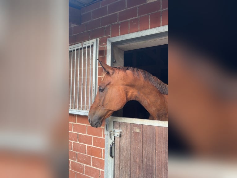 Trakehner Wallach 23 Jahre Brauner in Hemmingen