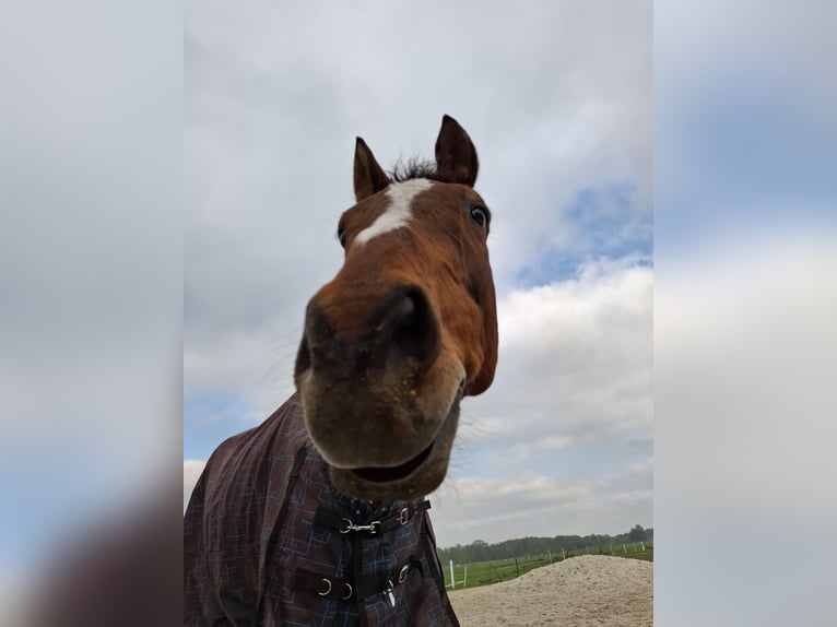 Trakehner Wallach 24 Jahre 168 cm Dunkelbrauner in S&#xFC;dbrookmerland Victorbur