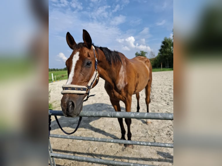 Trakehner Wallach 24 Jahre 168 cm Dunkelbrauner in S&#xFC;dbrookmerland Victorbur