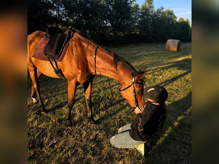 Trakehner Wallach 24 Jahre 168 cm Dunkelbrauner in S&#xFC;dbrookmerland Victorbur